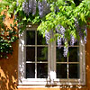 Blåregn på facaden, Irgens Gaard, Christianshavn