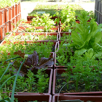Besøg ved Prinzessinnen-Gärten, et af det vigtigste urban Farming-steder i Berlin 