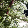 gråbynke, Artemisia vulgaris - ingrediens i Tru Face Skin Perfecting Gel