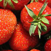 ekstrakt af jordbær, Fragaria vesca - ingrediens i pH Balance Toner og pH Balance Mattefying Toner