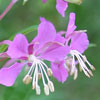ekstrakt af gederams, Epilobium angustifolium - ingrediens i 180° system
