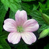 geranium
