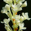 ekstrakt af frøene af Japan-pileurt, Polygonum cuspidatum - ingrediens i Tru Face Ideal Eyes 
