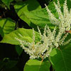 ekstrakt af roden af Japan-pileurt, Polygonum cuspidatum - ingrediens i Tru Face Ideal Eyes 
