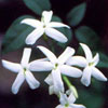 ekstrakt af jasminblomst, Jasminum officinale - ingrediens i Galvanic Spa Facial Treatment gel