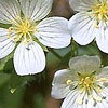 olie fra frø af Limananthes alba - ingrediens i Perennial samt mange af Face care-produkterne