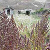 proteiner fra quinoa,' Mother Grain', Chenopodium quinoa - ingrediens i Nutrcentials Hair Care-serien