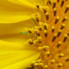 ekstrakt af solsikke, Helianthus annus - ingrediens i Nutricentials HairCare-serien