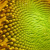 ekstrakt af solsikke, Helianthus annus - ingrediens i Nutricentials HairCare-serien