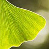 ekstrakt af ginkgo-blade, Ginkgo biloba - ingrediens i Tru Face Skin Perfecting Gel