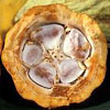 theobromin-ekstrakt fra cacao, Theobroma cacao - ingrediens i Galvanic Spa Body Shaping Gel