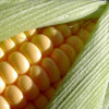 olie fra majs, Zea mays - ingrediens i Tru Face Essentials