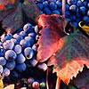 vindurekerneekstrakt af Vitus vinifera - ingrediens i 180° system