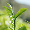 ekstrakt af grøn te, Camelia sinensis - ingrediens i Tru Face Skin Perfecting Gel, Tru Face Essence og Tru Face Priming Solution